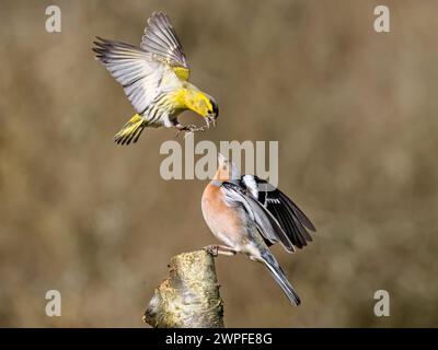 Kaffin- und Siselzändel im Spätwinter in Mittelwales Stockfoto