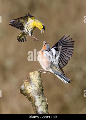 Kaffin- und Siselzändel im Spätwinter in Mittelwales Stockfoto