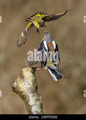 Kaffin- und Siselzändel im Spätwinter in Mittelwales Stockfoto