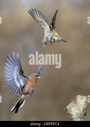 Kaffin- und Siselzändel im Spätwinter in Mittelwales Stockfoto