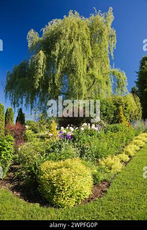 Spiraea japonica 'Goldflame' - Spirea Sträucher, rosa Paeonia - Pfingstrosenblüten und Salix alba pendula - weinende Weide an der Grenze im Garten im Garten. Stockfoto