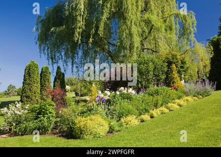 Spiraea japonica 'Goldflame' - Spirea Sträucher, rosa Paeonia - Pfingstrosenblüten und Salix alba pendula - weinende Weide an der Grenze im Garten im Garten. Stockfoto