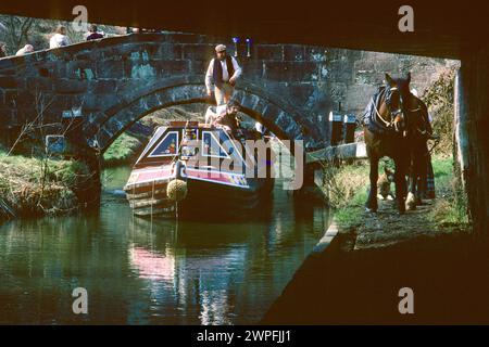 Ein Schmalboot mit Pferden auf dem Caldon Canal im Jahr 1979, Consall Forge, Staffordshire Stockfoto