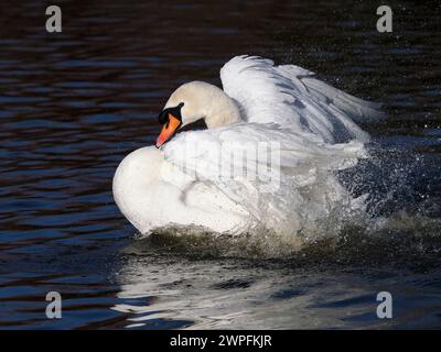 Mute Swan (Cygnus olor), Erwachsenenbaden, Herefordshire, England, Januar Stockfoto