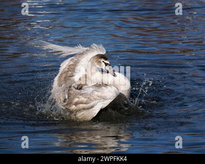Mute Swan (Cygnus olor) juvenile Bade, Herefordshire, England, Januar, Stockfoto
