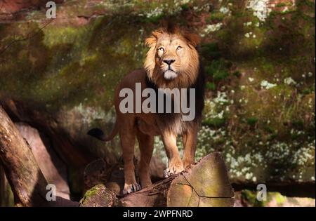 Nürnberg, Tiergarten, Zoo, König Löwe, Simba, Bayern, Nürnberg Zoo, Löwe Zoo, Löwe, Löwenfamilie, Löwenbaby, Raubkatzen. Schöner Zoo in Nürnberg Stockfoto