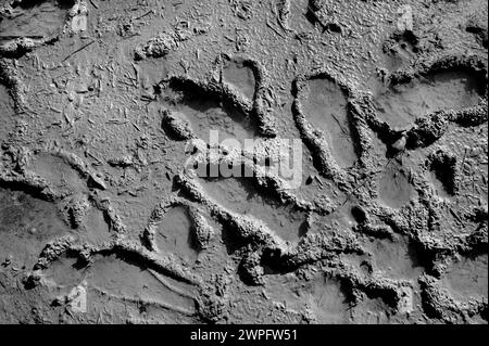 Monochrom, aufgenommen in starken Sonnenlichtansichten im Schlamm. Ebbe-Mündung, Shoreham, Südküste Englands Stockfoto