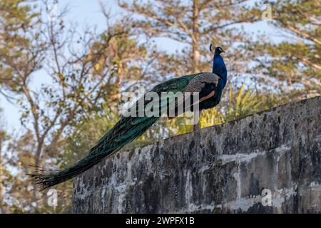 Ein farbenfroher Pfau mit langem Schwanz in den San Anton Gardens in Attard, Malta Stockfoto