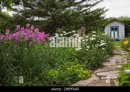 Grenzen mit violetten Phlox maculatas und weißem Chrysamthemum x Superburn „Alaska“ - Shasta Daisies neben dem Pflasterweg, der zu einem alten Lagerhaus führt. Stockfoto