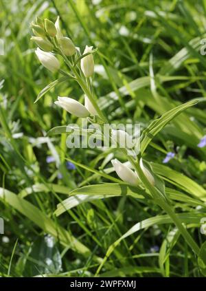 Weiße Helleborine, Cephalanthera damasonium, Orchidaceae Stockfoto