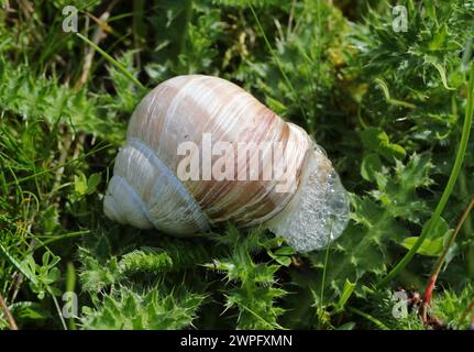 Große römische Schnecke, römische Schnecke, Burgunderschnecke, essbare Schnecke oder Escargot, Helix pomatia, Helicidae. Stockfoto