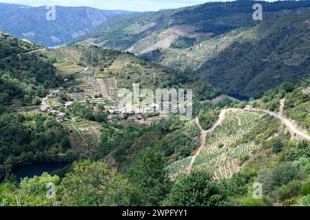 Terrassen-Weinberge im Sil-Tal von Cristosende aus gesehen. Ribeira Sacra, Ourense, Galicien, Spanien. Stockfoto