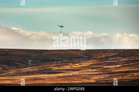 Eine große Schar Eurasischer Brachbuchten numenius arquata im Flug neben einem Hubschrauber, der Steine zur Reparatur von Schienen auf Mooren in den North Pennines trägt Stockfoto