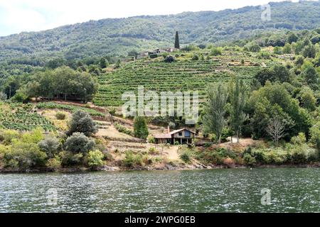 Terrassen-Weinberge im Sil-Tal. Ribeira Sacra, Ourense, Galicien, Spanien. Stockfoto