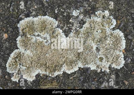 Natürliche Nahaufnahme einer weißen Flechtenart, die auf Stein wächst, Lecanora muralis Stockfoto