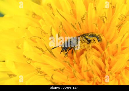 Natürliche Nahaufnahme einer kleinen Furchenbiene, Lasioglossum in einer gelben Löwenzahnblüte Stockfoto