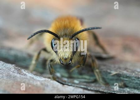 Detaillierte frontale Nahaufnahme eines haarigen Mannes der frühen Cellophane-Biene, Colletes cunicularius, der auf Holz sitzt Stockfoto