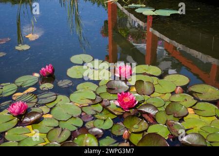 Pink Nymphaea – Wasserlilienblüten und grüne Lilienpads, die im Sommer auf der Teichoberfläche schwimmen. Stockfoto