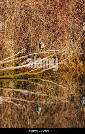 Blue Heron hockte auf einem Bein im frühen Morgenlicht in Steveston Kanada Stockfoto