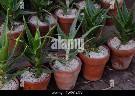 Blühende Aloe Vera-Pflanzen mit spitzen grünen Blättern sind ordentlich in klassischem Terrakotta übergossen und mit weißem Kies belegt. Diese Sukkulenten sind bekannt für ihre heilenden Eigenschaften und ihre einfache Pflege. Stockfoto