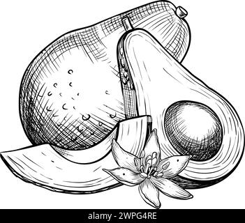 Avocado mit Blume Vektor Illustration. Botanisches Zeichnen von Früchten. Pflanzliche Skizzenmalerei im linearen Stil. Veganes ökologisches Bio-Essen. Handgezeichnete Skizze in Schwarz-weiß-Farben für Logo. Stock Vektor