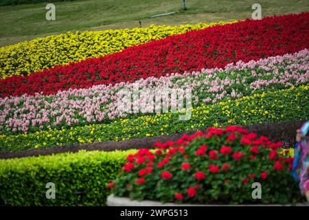 GUANGZHOU, CHINA - 22. Februar 2024: Blumen blühen das ganze Jahr über in Guangzhou, was zu seinem Spitznamen „Stadt f Stockfoto