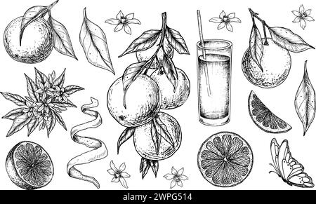Orangenobst-Set. Vektor Hand gezeichnete Illustration von Mandarinenzweigen mit Blättern und Scheiben von Zitrusfrüchten in schwarz-weißen Farben. Bündel Mandarinen für Lebensmitteletiketten oder Menüs. Stock Vektor