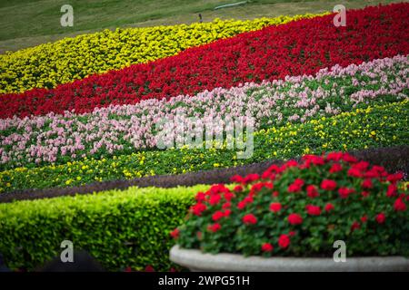 GUANGZHOU, CHINA - 22. Februar 2024: Blumen blühen das ganze Jahr über in Guangzhou, was zu seinem Spitznamen „Stadt f Stockfoto