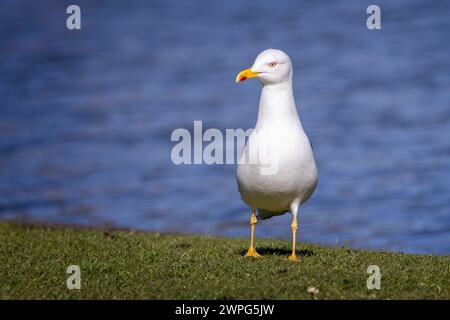 Nahaufnahme von vorne mit Blick auf eine kleine Schwarze Möwe am Ufer des Wassers. Stockfoto