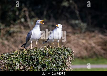 Ein paar kleine schwarze Möwen, die auf einem Efeu-bekleideten Baumstumpf sitzen. Stockfoto