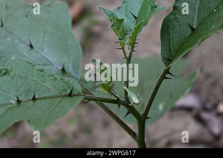 Blick auf eine Aubergine (Solanum melongena). Die Pflanze hat eine blühende Blütenknospe und scharfe Dornen an den Blättern und Stämmen der Pflanze Stockfoto