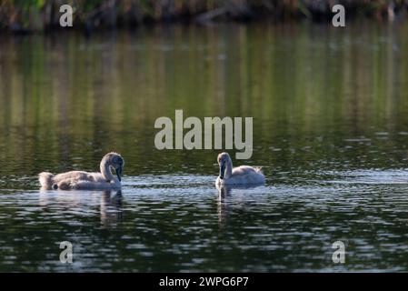 Zwei Zygneten, die am sonnigen Tag im wilden Seewasser schwingen und fressen - Nahaufnahme Stockfoto