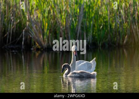 Schwan mit Babyschwan, der an einem sonnigen Tag in einem ruhigen Seewasser schwimmt - Nahaufnahme mit Teleobjektiv Stockfoto