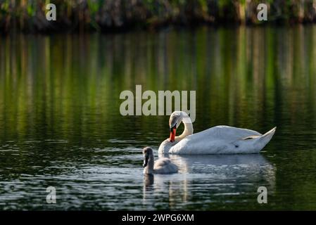 Schwan mit Babyschwan, der an einem sonnigen Tag in einem ruhigen Seewasser schwimmt - Nahaufnahme mit Teleobjektiv Stockfoto