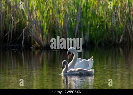 Schwan mit Babyschwan, der an einem sonnigen Tag in einem ruhigen Seewasser schwimmt - Nahaufnahme mit Teleobjektiv Stockfoto