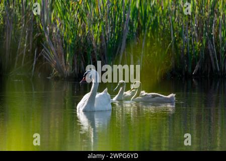 Schwan mit Babyschwan, der an einem sonnigen Tag in einem ruhigen Seewasser schwimmt - Nahaufnahme mit Teleobjektiv Stockfoto