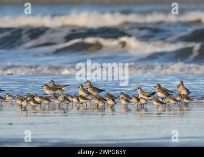 Eine Schar von Schwarzbauchpfeifern, pluvialis squatarola, und Dunlin, Calidris alpina, versammelten sich an der Küste mit einer Flut, Teesmouth, Stockfoto