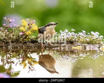 Eurasische Nuthatch, Sitta europaea, am Rande des Gartenteichs mit blühenden Pflanzen, Juni. Stockfoto