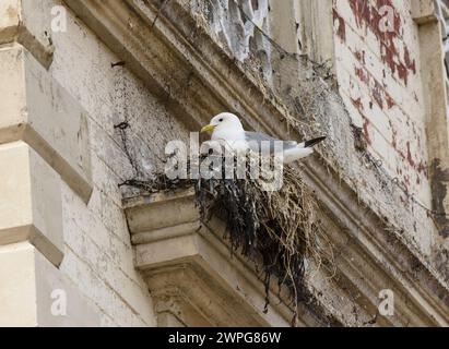 Schwarzbeinige Kätzchen, Rissa tridactyla, sitzend auf einem Nest, das auf dekorativen Mauerwerk eines alten Gebäudes in der Küstenstadt Nordostengland gebaut wurde, Juni. Stockfoto