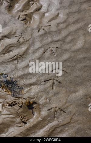 Wimbrel Numenius phaeopus, Fußabdrücke in nassem Gezeitensand, Teesmouth, Cleveland, Großbritannien. August. Stockfoto