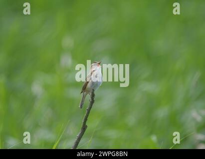 Segen-Gratler Acrocephalus schoenobaenus, auf totem Zweig stehend, im Juli. Stockfoto