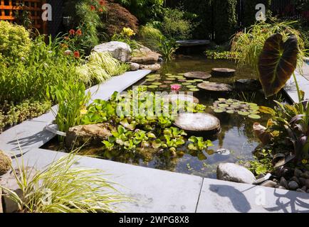 Teich mit Trittsteinen, Eichornia crassipes - Wasserhyazinthe, rosa Nymphaea - Seerose, Kolokasien - Elefantenohr, Acer Japonicus - Japanischer Ahorn. Stockfoto