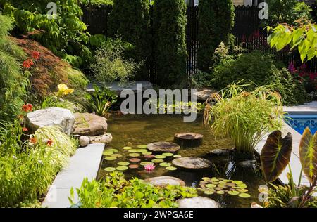 Teich mit Trittsteinen, Eichornia Crassipes - Wasserhyazinthe, rosa Nymphaea - Wasserlilie, Kolokasien - Elefantenohr, rote Echinacea 'heiße Papaya'. Stockfoto