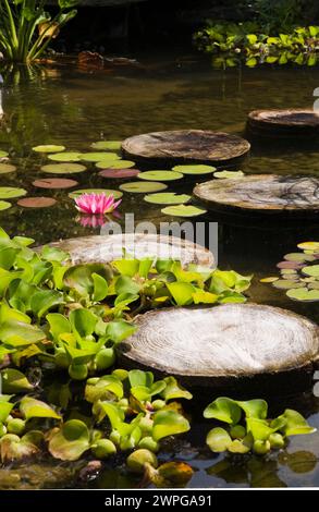 Teich mit Trittsteinen, Eichornia Crassipes - Wasserhyazinthe, rosa Nymphaea - Wasserlilie im begrünten Garten im Sommer. Stockfoto