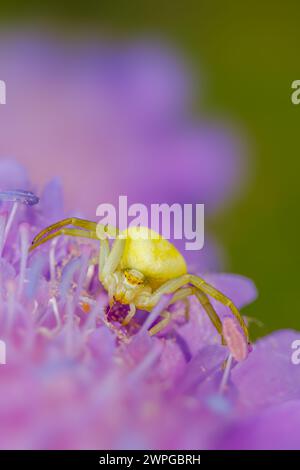 Krabbenspinne (Misumena vatia) auf lila Blume Stockfoto