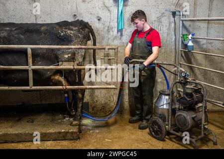 Junge Milchbauern melken eine Kuh, um ihr neugeborenes Kalb auf einer Milchfarm in West Cork, Irland, zu füttern. Stockfoto