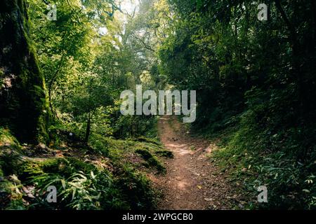 Nebelwald in Argentinien, Panoramablick auf den tropischen Dschungel. Hochwertige Fotos Stockfoto