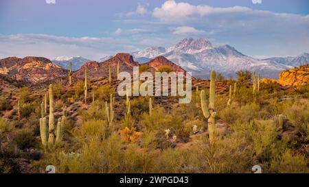 Four Peaks Mountain in der Sonora-Wüste mit verstreuten Saguaros, Arizona. Stockfoto