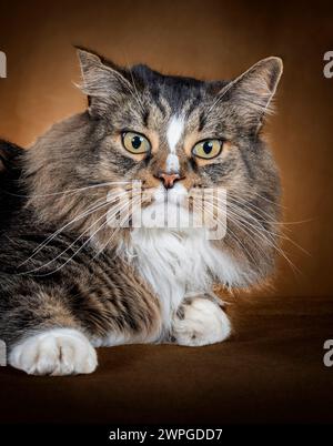 Vertikale Aufnahme einer schönen langhaarigen Katze, die von den Schultern hoch auf der Seite liegt und dich direkt anschaut. Stockfoto