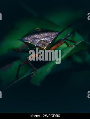 Schildkäfer mit roten Beinen (Pentatoma rufipes) Stockfoto